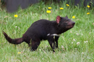 Fotografija tasmatskog vraga Fotografija tasmatskog vraga